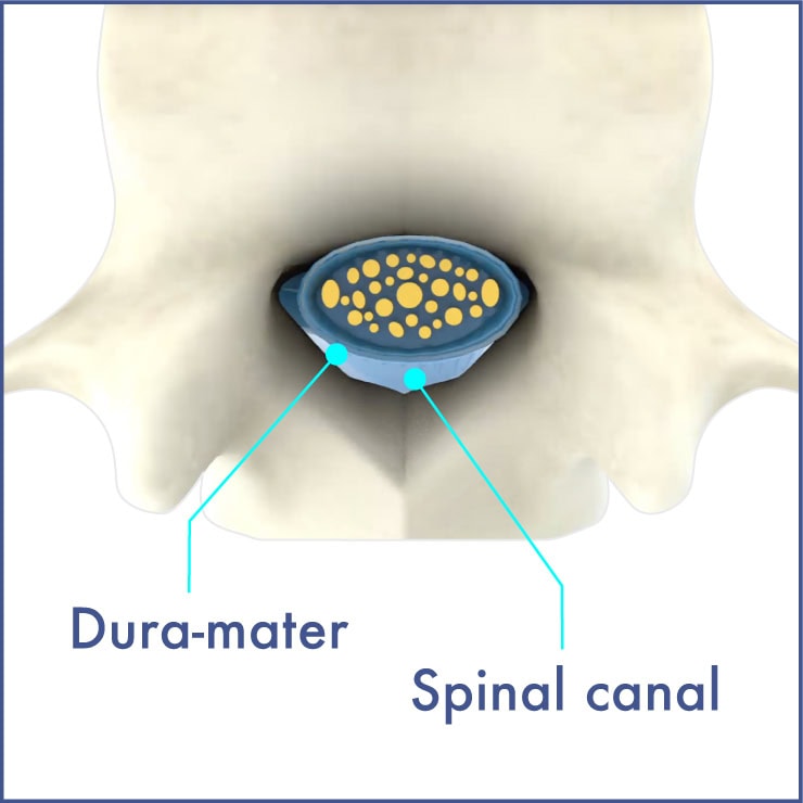 1-healthy-spine-2