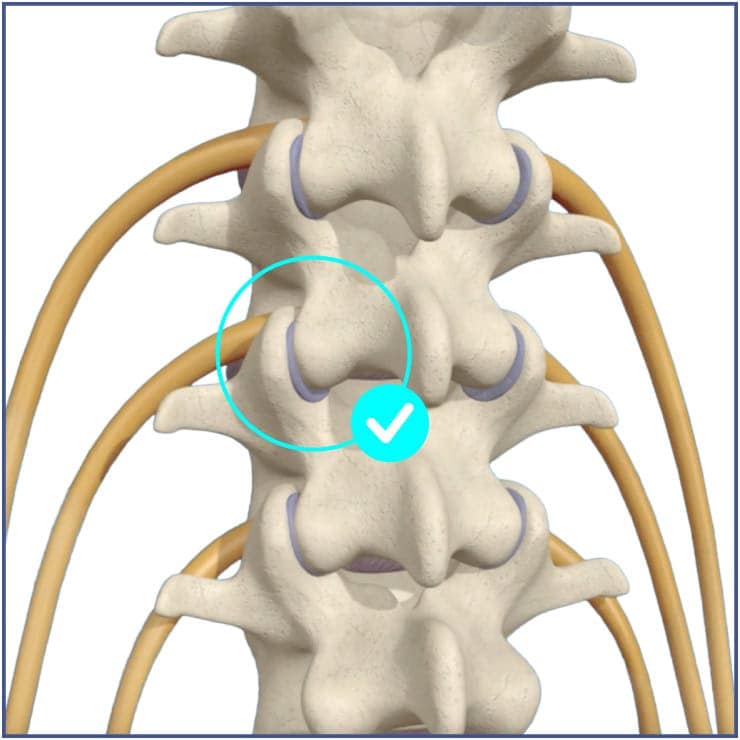 1-healthy-spine